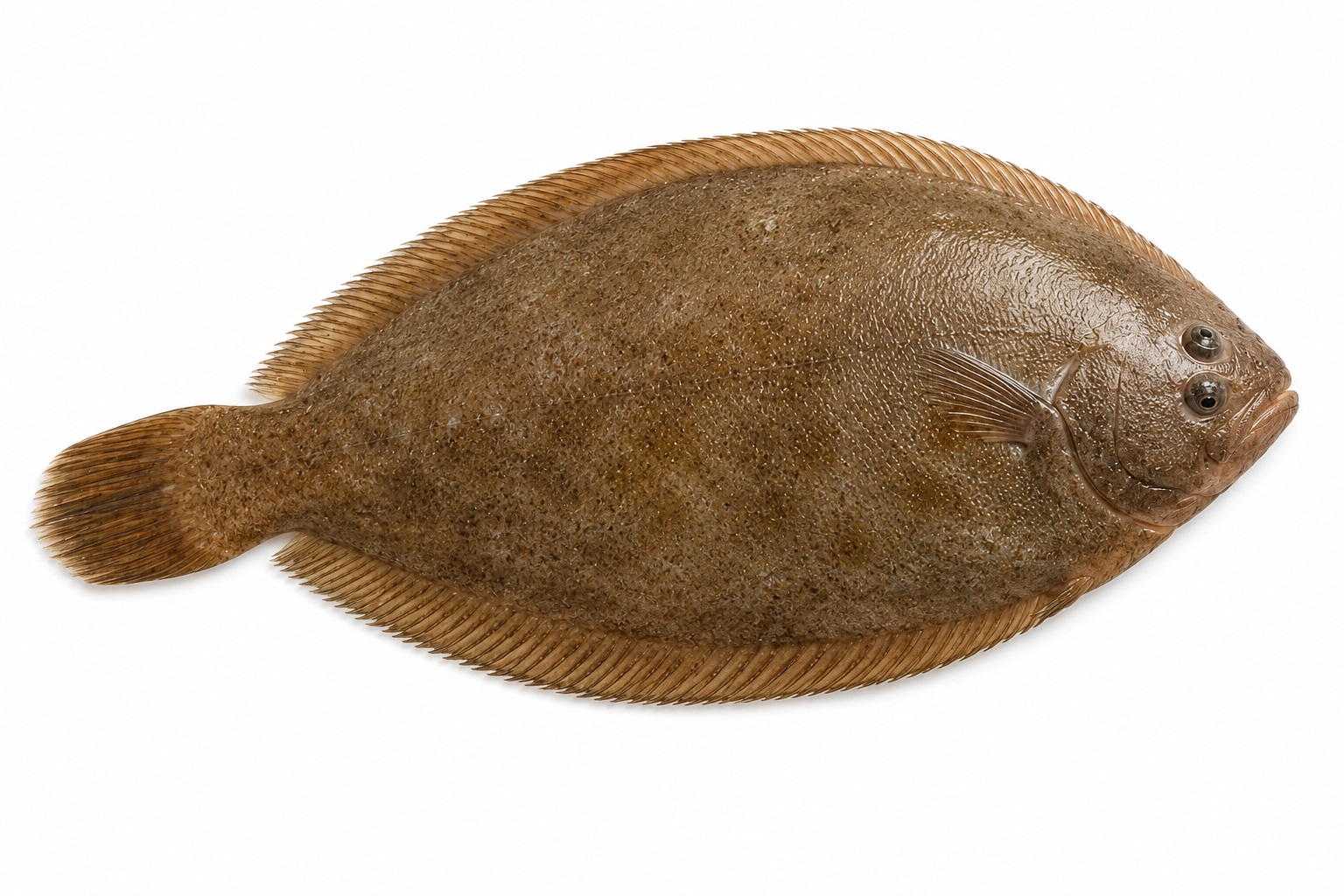 East Coast Soles (200g - 250g) - Pack of 4